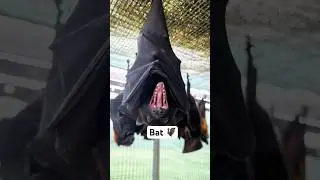 Hanging Upside Down :The bat&rsquo;s secret to Survival 🤫 #animals #bat #fyp #amazing