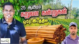 25 Thousand Cinnamon Tree Plantation Vlog| | Karuva Tree in Sri Lanka | BK in Reecha