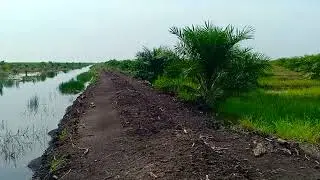 Perbedaan tanaman yang lama terendam dan tidak terendam || Sawit lahan rawa.