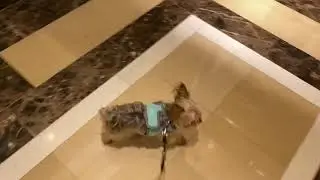 HOTEL EXPLORING - Pupsta-Cam ShortPost Video | Romero Channel