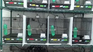 Urban EcoLab - Module 11 - Jumping Behavior With Climbing Example