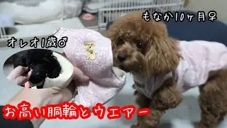 お高い胴輪とウエアー。ハスキー犬と初対面プー達の反応は…