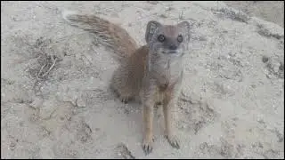MONGOOSES HUNTING ☆ MONGOOSE MAGIC MOMENTS ☆ THE TSEBOKOLODI YELLOW MONGOOSES ☆ THE MONGOOSE MAN