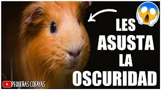 Les GUSTA LA OSCURIDAD a los CUYOS ?