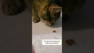 My cat holds a grudge