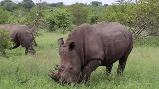 Rhinos, what an honour. 