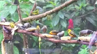Tanager feeder at Milpe Bird Sanctuary | WILD ECUADOR ADVENTURES