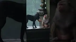 lovely and amazing monkey in jungle YC5 #monkey  #tiger  #dog #animals #short #snake #Bird