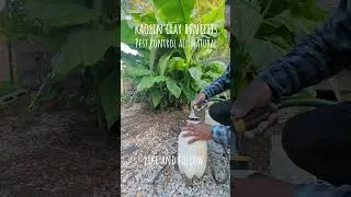 Kaolin clay for pest control #garden