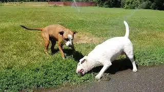 Счастливые собаки, happy dogs