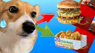 Corgi Puppy DEVOURS McDonald's Burger vs Chicken Nuggies!