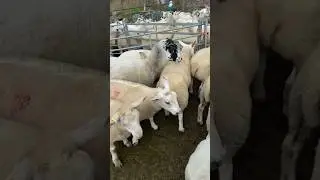 Weighing lambs #agriculture