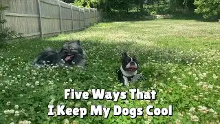 Five Ways That I Keep My Dogs Cool During The Summer