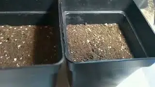 Germinaci&oacute;n y plantado de semillas auto Gorila cokies y Bruce banner xxl