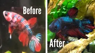 My New KOI Betta's color change