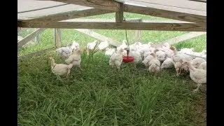 Singin' in the rain: How to raise pastured poultry in tough weather
