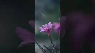 macro flower photography!📸