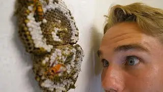 Releasing a Yellow Jacket Nest in My Closet - Keeping Wasps as Pets