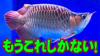 絶対に失敗しないのはもう…これしかない。とにかく凄すぎて大発狂…。アロワナ、紅龍、ショート、豚系、SUMO
