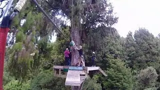New Zealand: Rotorua Canopy Tour