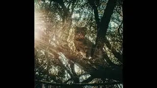 Alien Mustangs - Waiting the Dawn