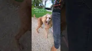 Challenge Your Dog Properly To Build Trust & Respect #dogtrainer #poodle #boise