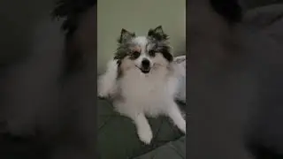 Videos Compilation ( random videos ) sunshine Luna & bantay #dog  #pets #pomeranian #funny #puppy
