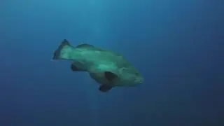 Diving Spain L'Estartit 2015