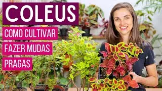 COLEUS - COMO CULTIVAR e FAZER MUDAS