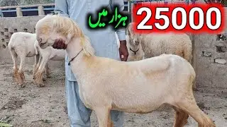 Pure Mundri Pregnant Bheerain | Dera Ghazi Khan Mandi & Private Collection | Farming ke Liye Kamiyab
