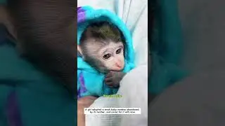 Oh baby monkey! Is that mom? #monkey #wildliferescue #rescue #cute #shorts #animalfriendshipstory