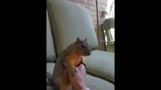 Listen to How Squirrels Laugh
