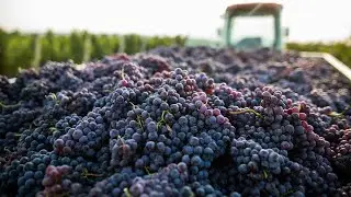 2021 California Grape Harvest & Market Update