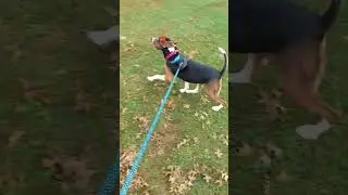 Treeing Walker Coonhound found a giant stick