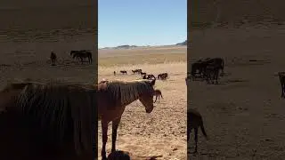WILD HORSES IN DESERT NAMIBIA ДИКИЕ ЛОШАДИ ПУСТЫНЯ НАМИБИЯ #лошади #пустыня #намибия #namibia #horse