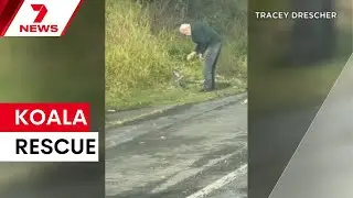 Driver goes viral after rescuing koala | 7NEWS