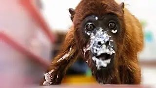 Orphaned Howler Monkey is such a messy eater!