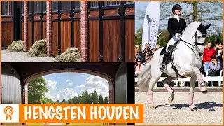 HOE VERZORG JE EEN HENGST?! | PaardenpraatTV