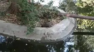 Islamabad Marghazar zoo pool video