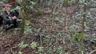 Kākāpō return to mainland with historic release on Sanctuary Mountain Maungatautari