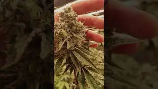 Weed Wizard V.2