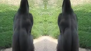 spinning gorilla meme remastered