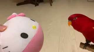 Red birb🍅Hello kitty chan