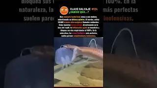 ¡El Error Fatal De La Serpiente! 😵 124% #serpientes #medusas #naturaleza