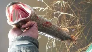 Fishing interior Alaska 22