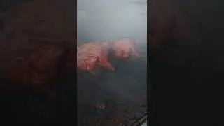Техасский смокер, в Дрим Корнер Кострома #барбекю #chief #BBQ #bbq #кухня
