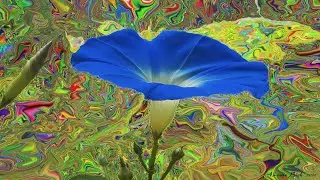 Everyone's First Time Should Be Like This - Morning Glory Trip Report #1