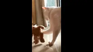 Cat vs Toys Videos 😈 Cute cats reaction #Shorts