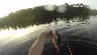 brochets et perche a la mouche fly fishing adventures part4 SAISON 1