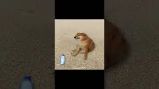 lọ vương | cre:@habibdi.tiktok.com (tiktok) #baoexeteam #memes #aftereffects #cheems #cringe #funny